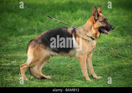 Deutscher Schäferhund Stockfoto