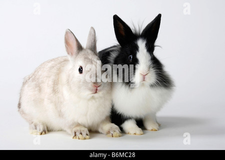 Löwe Mähne Zwerg Kaninchen und Satin Zwerg Kaninchen Hauskaninchen Stockfoto