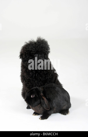 Miniatur Pudel Welpen 5 Monat schwarz und Niederlande Lop eared Zwerg Kaninchen schwarz Hauskaninchen Stockfoto