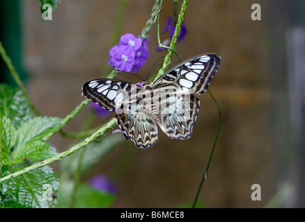 Blaue Clipper Schmetterling Parthenos Sylvia auf Blümchen fotografiert in Gefangenschaft Stockfoto