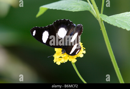 Gemeinsame Eggfly Schmetterling Hypolimnas Bolina auf Blume fotografiert in Gefangenschaft Stockfoto