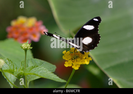 Gemeinsame Eggfly Schmetterling Hypolimnas Bolina auf gelben Blume fotografiert in Gefangenschaft Stockfoto