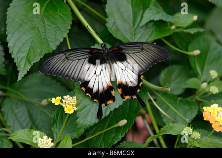 Crimson Mormone Schmetterling Papilio Rumanzovia auf Blatt fotografiert in Gefangenschaft Stockfoto