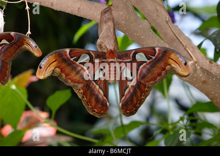 Riesige Nachtfalter Attacus Atlas Atlas auf Cocoon fotografiert in Gefangenschaft Stockfoto