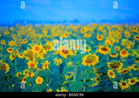 Sonnenblumenfeld in Mazedonien Stockfoto