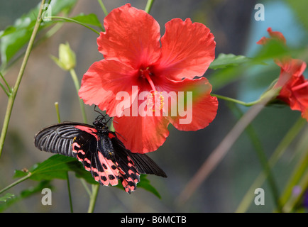 Scharlachroter Schwalbenschwanz Schmetterling Papilio Rumanzovia auf rote Blume fotografiert in Gefangenschaft Stockfoto