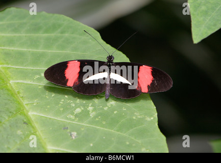 Kleiner Postbote Schmetterling Heliconius Erato auf Blatt fotografiert in Gefangenschaft Stockfoto