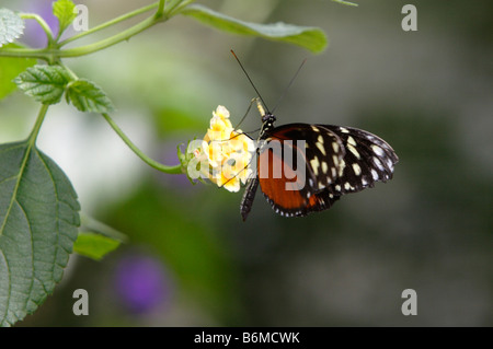 Tiger Longwing Schmetterling Heliconius Aigeus auf gelben Blume fotografiert in Gefangenschaft Stockfoto