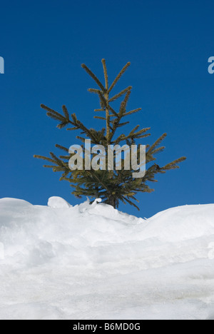 kleine Fichte im Schnee Stockfoto