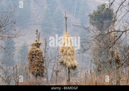 Gulmarg berühmten indischen Skigebiet Jammu und Kaschmir Indien Stockfoto
