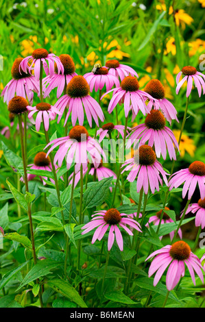 Lila coneflowers (Echinacea purpurea) in einem Feld. Diese Pflanze ist