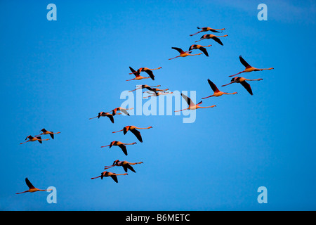 Flamingos im Flug, Provence, Frankreich Stockfoto