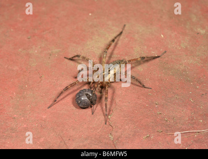 Pillbug (Armadillidium Vulgare) aufgerollt in der Verteidigung gegen den Angriff von Baumschule Web Spider (Pisaura sp.) Stockfoto