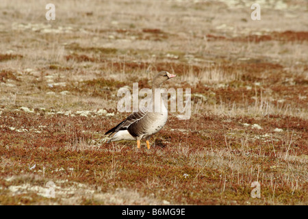 Weiß – Anser Gans (Anser Albifrons). Arktis, Kolguev Insel, Barents-See, Russland. Stockfoto