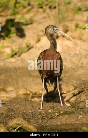 Glossy Ibis Plegadis Falcinellus stehen am Ufer des South Alligator River Kakadu National Park nördlichen Gebiet Au Stockfoto