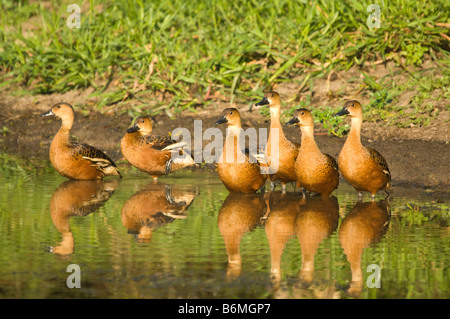 Whistling Duck (Dendrocygna Arcuata) Herde ruht Küste South Alligator River Kakadu National Park NT Australien Wandern Stockfoto