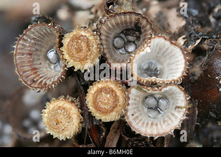 Geriffelte Vogel nisten Pilze, Cyathus striatus Stockfoto