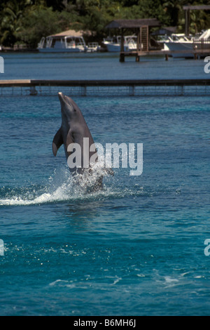 Atlantische große Tümmler Durchführung am Institut für Meereswissenschaften, Anthony's Key Resort, Roatan, Honduras Stockfoto