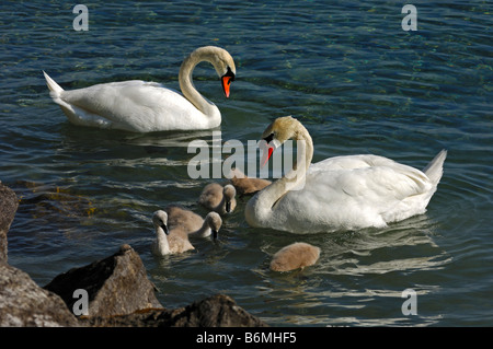 Familie der Höckerschwäne, Cygnus Olor, mit Küken Stockfoto