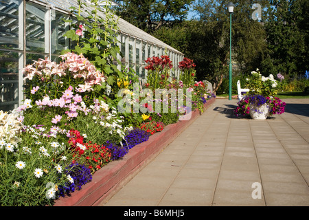 Blumen in Akureyri Botanical Garden, der nördlichste botanische Garten der Welt, Akureyri, Island Stockfoto