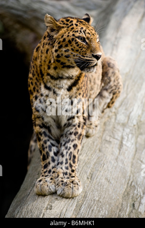 Amur-Leopard in Gefangenschaft. Stockfoto