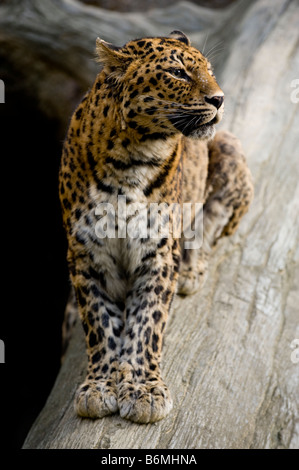 Amur-Leopard in Gefangenschaft. Stockfoto