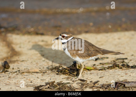Killdeer Charadrius vociferus Stockfoto