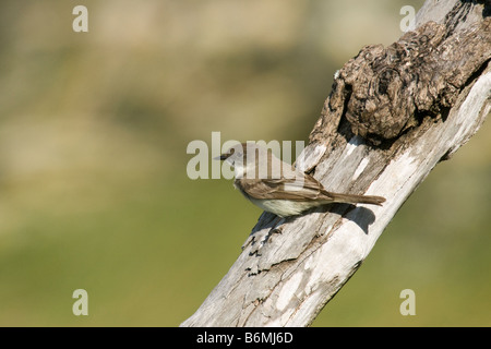 Östlichen Phoebe auf einem Toten Ast in Florida Stockfoto