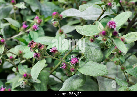 ARCTIUM MINUS WENIGER KLETTE WÄCHST IN KANTABRIEN NORDSPANIEN Stockfoto