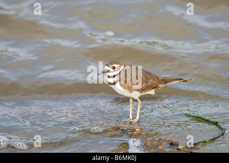 Killdeer Charadrius vociferus Stockfoto
