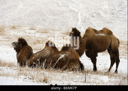 Die baktrischen Kamele, männlich und weiblich in der Brutzeit Stockfoto