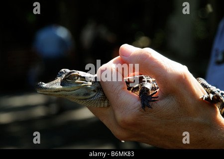 Baby-Alligator in eine Ranger-Hand gehalten Stockfoto