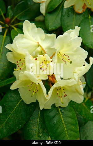 Royal Botanic Gardens Kew in Richmond London England Azalea Garten Rhododendron Hybr Roza stevenson Stockfoto