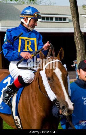 Vollblut-Rennpferd wird aufgewärmt im Fahrerlager Parade vor dem Rennen. Stockfoto