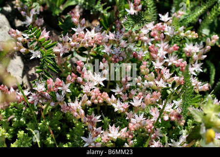 SEDUM ANGLICUM ENGLISCHE FETTHENNE WACHSEN IN DEN PICOS DE EUROPA ESPANA Stockfoto