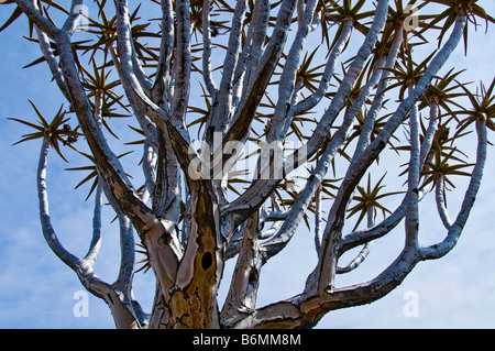 Quivertrees, Karoo Plateau, südlichen Kalahari, Namibia Stockfoto