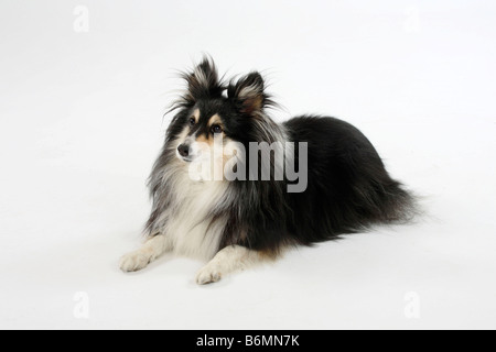 Sheltie 10 Jahre alte Sheltie Stockfoto