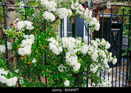 Feuerdorn. Pyracantha Coccinea in einem London-Garten Stockfoto