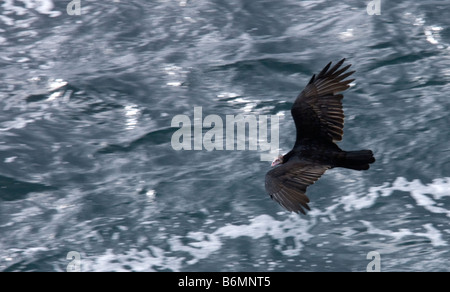 Juvenile Türkei Geier - Cathartes Aura Jota - auf den Falkland-Inseln Stockfoto