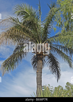 Palm Wein klopfen in Gambia. Stockfoto