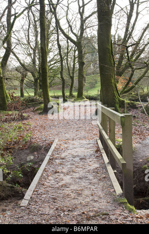 Holzsteg über kleine Bach im Wald im winter Stockfoto