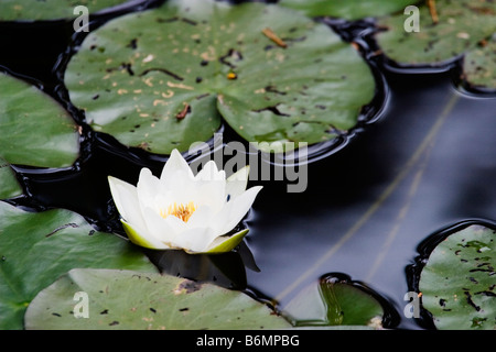 Weiße Seerose, Nymphaea Alba Stockfoto