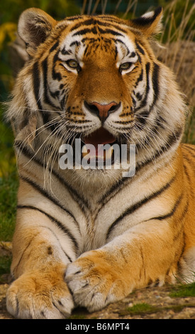 Männliche Amur-Tiger, Panthera Tigris altaica Stockfoto