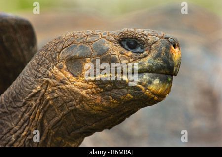 wilde Tierwelt Galapagos Riesenschildkröten Testudo Elephantopus Reptil alte Schildkröte landen Tortuga Galapagosinseln Darwin Ecuador Ende Stockfoto