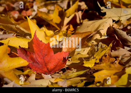 Rotes Ahornblatt ruhen auf einem Bett aus gelb. Stockfoto