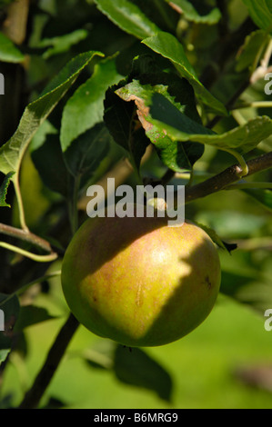Apfel, Sorte Discovery, Reifung auf dem Baum Stockfoto