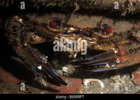 Samt schwimmen Krabbe Necora Puber Pembrokeshire, Wales, UK, Europa Stockfoto