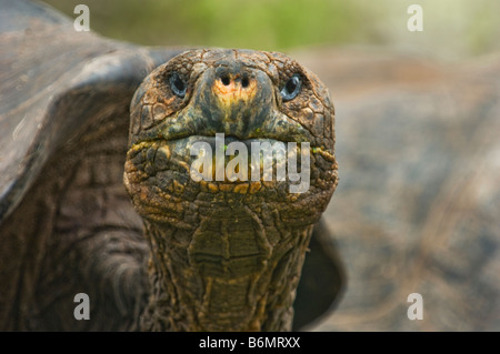 wilde Tierwelt Galapagos Riesenschildkröten Testudo Elephantopus Reptil alte Schildkröte landen Tortuga Galapagos Inseln Darwin Ecuador Stockfoto