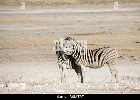 Ebenen Zebra Stute und Fohlen, festsitzende in Ton, Etosha Nationalpark, Namibia Stockfoto