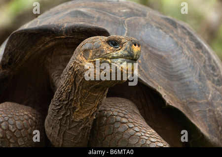 wilde Tierwelt Galapagos Riesenschildkröten Testudo Elephantopus Reptil alte Schildkröte landen Tortuga Galapagosinseln Darwin Ecuador Ende Stockfoto